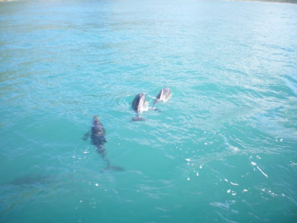 and more dolphins!