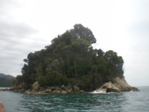Tonga Island - home of the seals