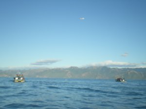 2 boats and a plane admiring whale 3!