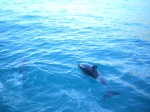 dusky dolphins!