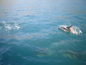 dusky dolphins jumping