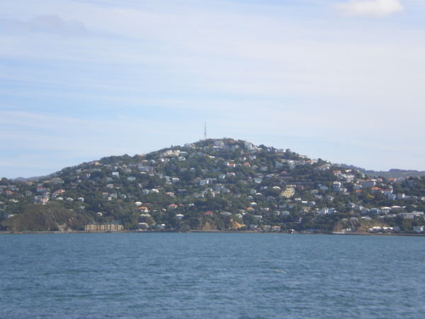 a typical Wellington hillside