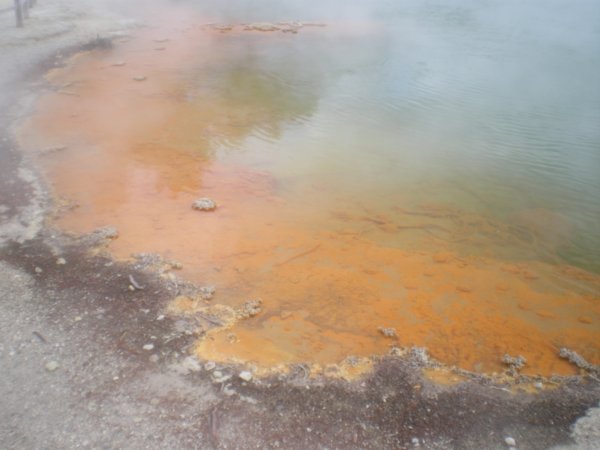 Orange champagne pool with coral