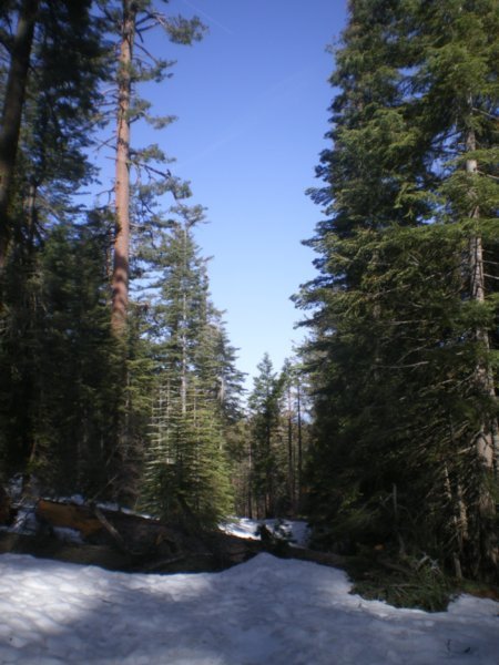snowy Yosemite forest