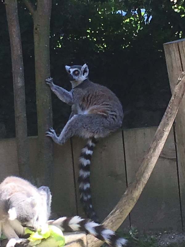 Old Lemur