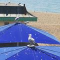 Brighton's official City Bird