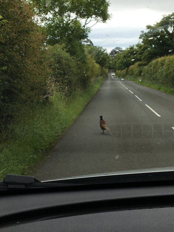 Pheasant in the Road
