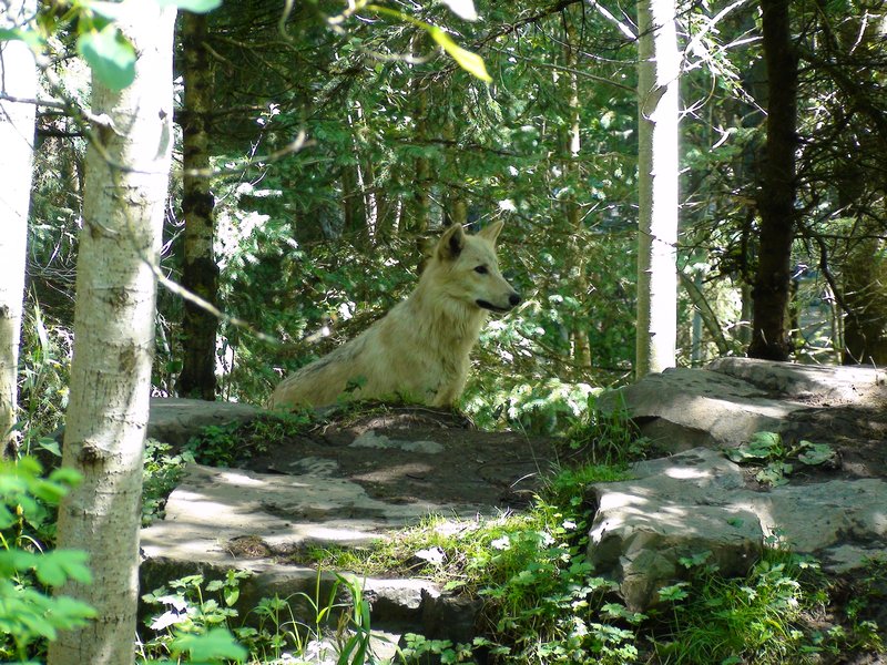 Wolf habitat