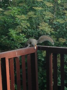 How Friendly are the Squirrels?