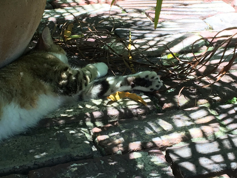 One of the 6-toed cats at the Hemmingway house