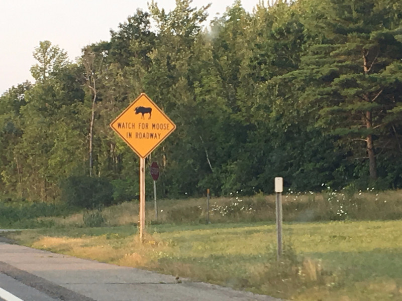 Watch for Moose