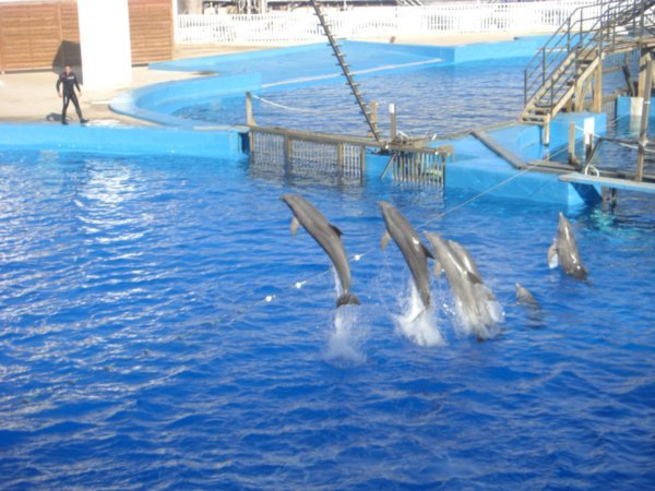 dolphin show at the aquarium