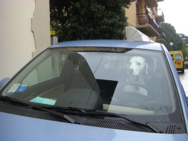 Driving dog in Figline
