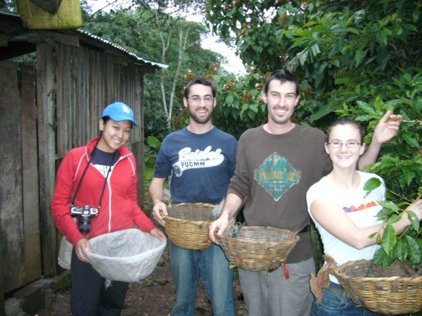 We picked coffee!