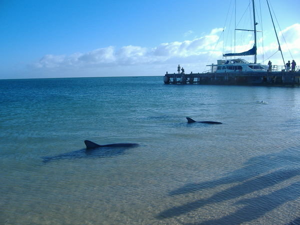 Wild dolphins coming into the shore
