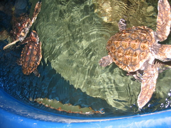 Turtles at Ocean Bay