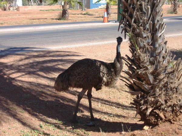 My friend the Emu