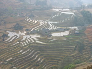 Terraced Rice Paddies
