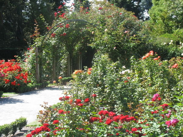 Rose Garden in the center of the botanical gardens