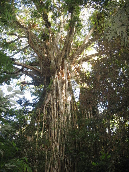 Cathedral Fig Tree