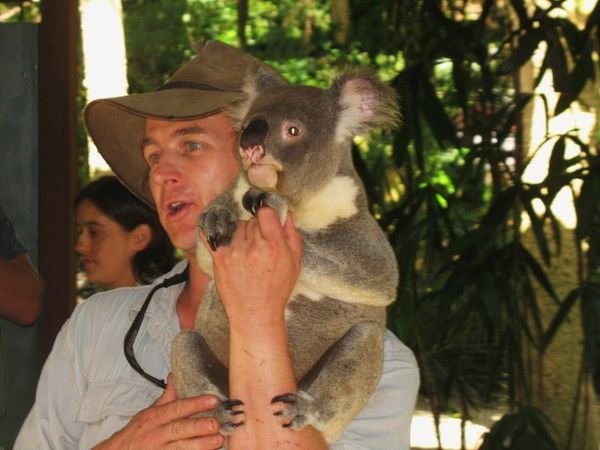 Koala & Aussie