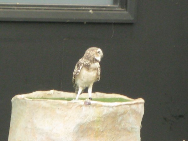 Bob the Barn Owl