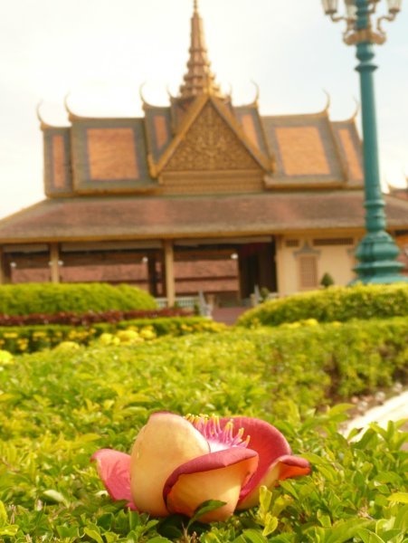 Flower at Royal Palace