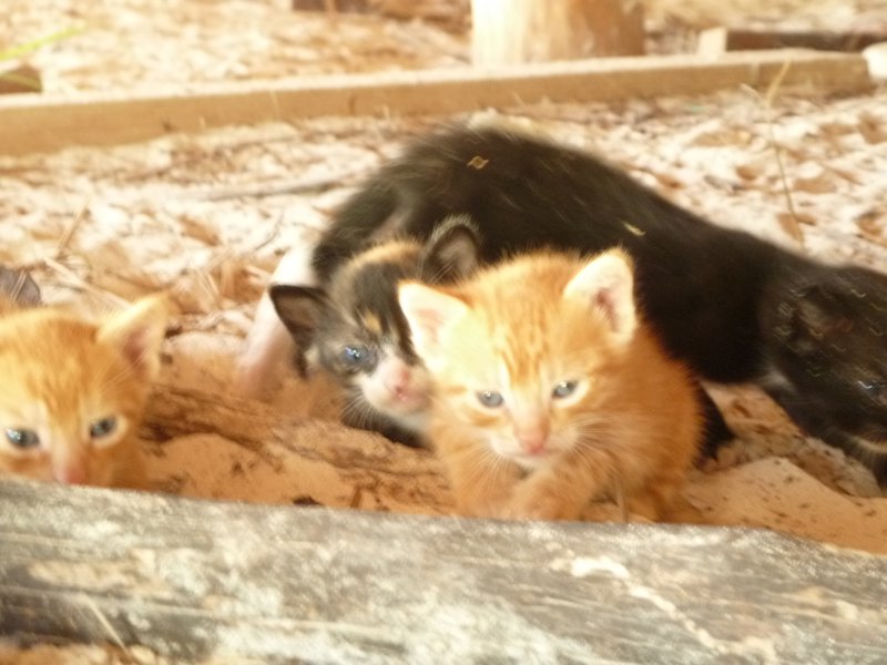 Kittens! Found them under a cabana!