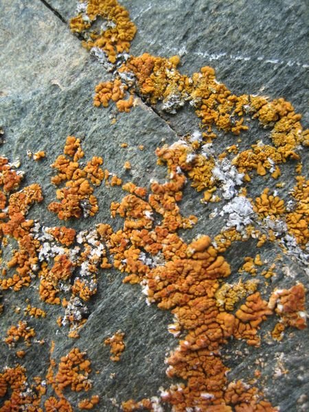 A Curious Lichen (At Kanas Lake)