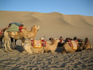 Camel Promotional Shoot