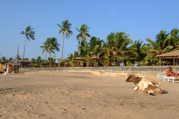 Cows on the beach Anjuna
