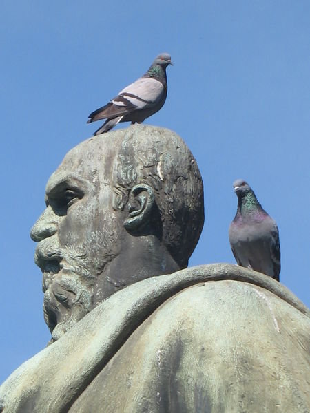 pigeon head