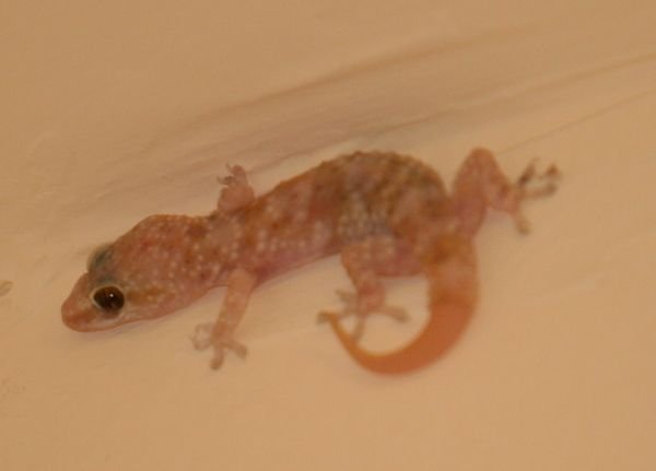 Gecko on our apartment wall near the ceiling.