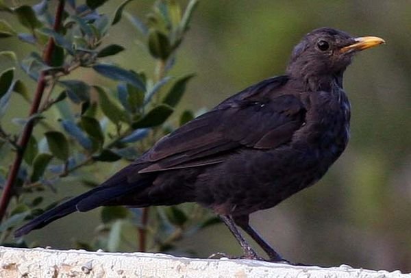 Blackbird in our yard.