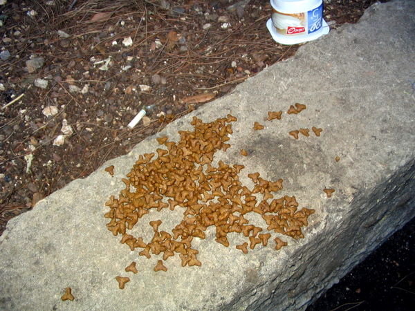 Cat food left on a ledge.  Note the overturned yogurt container in the background, also left out for cats.