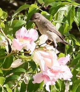 Female sunbird.