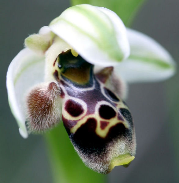 Ophrys umbilicata flower