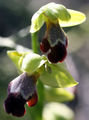 Ophrys israelitica flowers