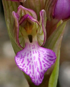 Orchis papilionacea flower