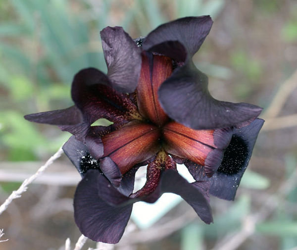 Iris flower structure