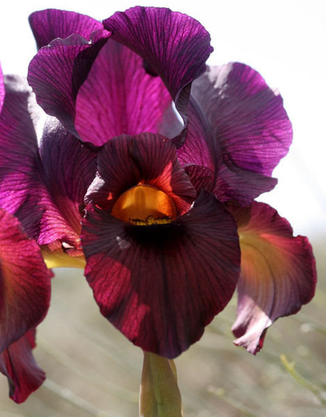 Iris pollination tube