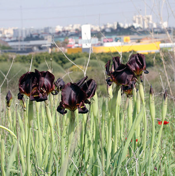 Irises with the city encroaching