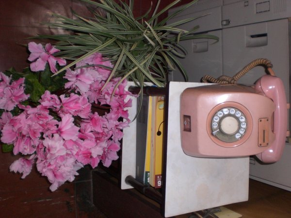 cool flowers, cooler phone