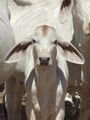 Brahman Calf