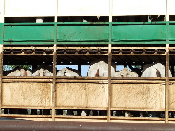 Trucking cattle