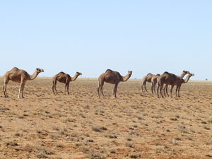 Camels on Westward Ho!