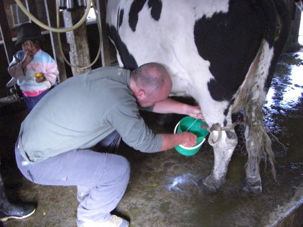 Darryl Milking a Cow