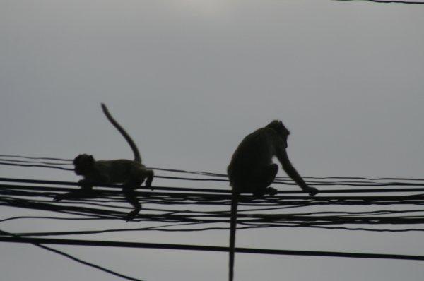 MONKEYS PLAYING IN THE CITY