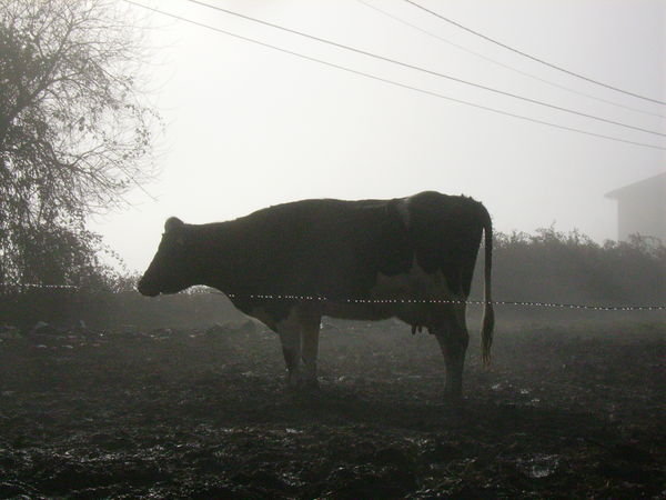 Vacas en la niebla