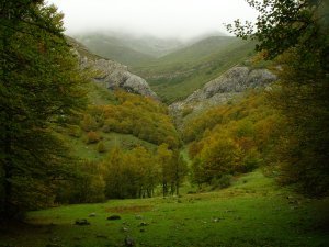Bosques de Riaño -- Bosques of Riaño